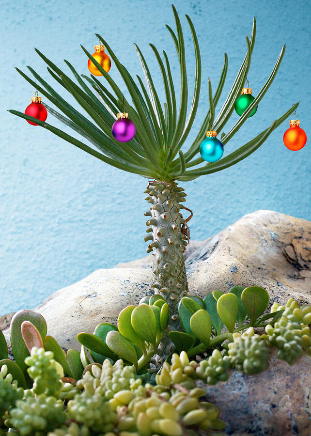 Have a Succulent Christmas Digital Art by Crista Smyth