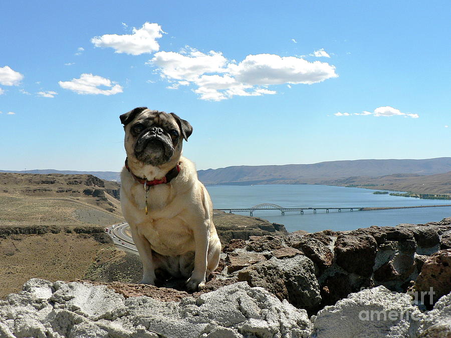 Have Pug Will Travel Photograph by Jean Wright