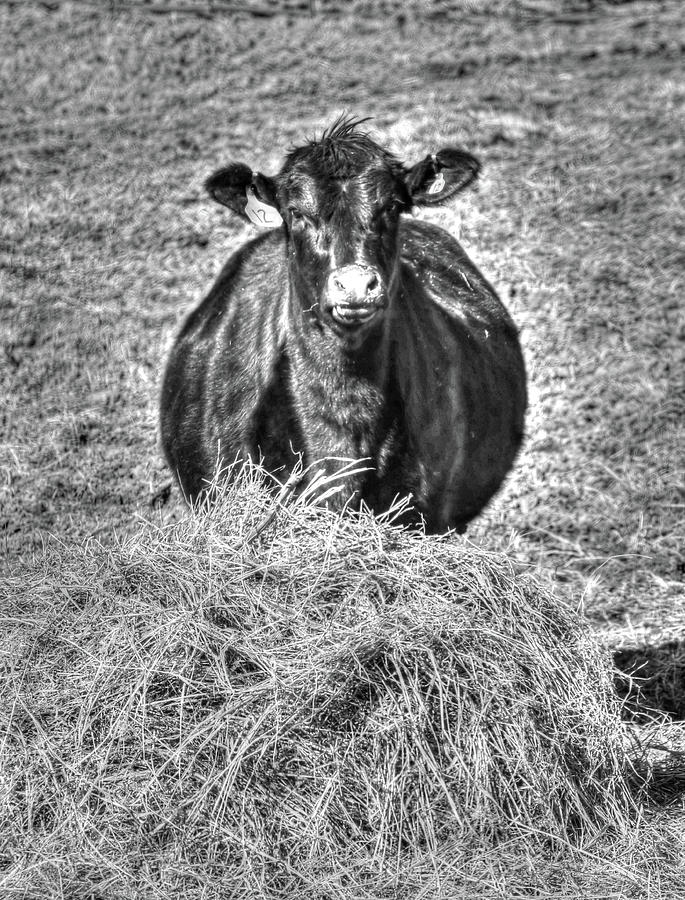 Having A Hay Day Photograph by J Laughlin