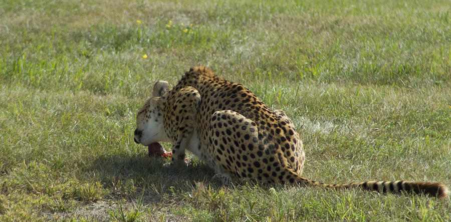 Cheetah Photograph - Having Lunch by David Yocum