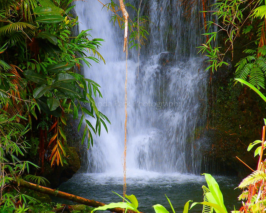 Hawaii Akaka State Park Waterfall Photograph Tropical Decor, Fine Art ...