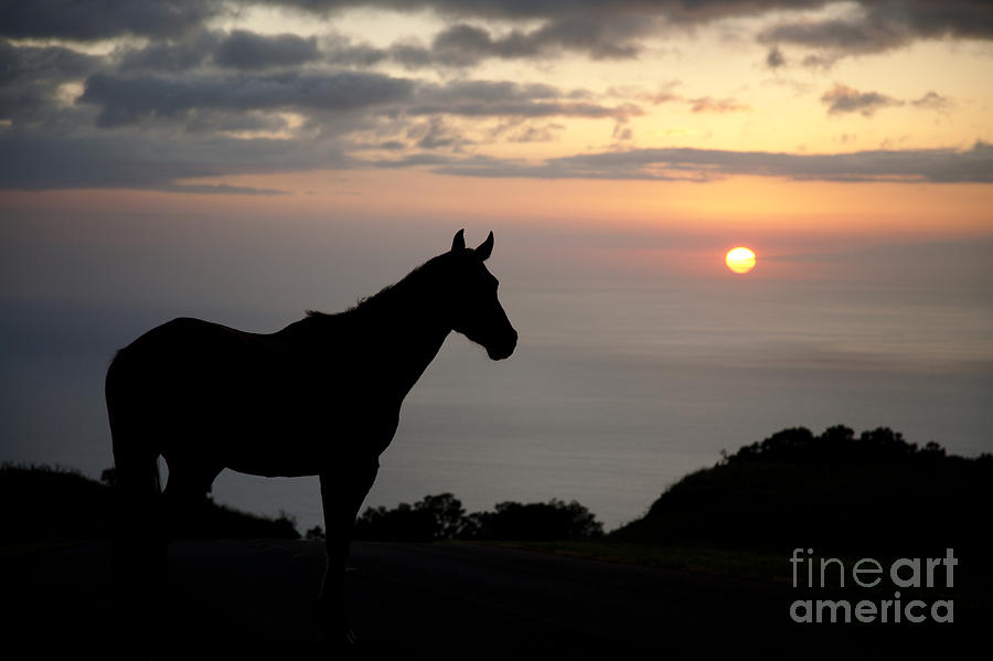 Horse At North Kohala Ranch Photograph by Peter French