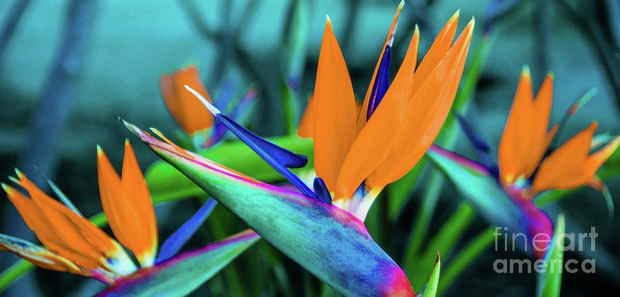 Paradise Photograph - Tropic Bird of Paradise Flowers by D Davila