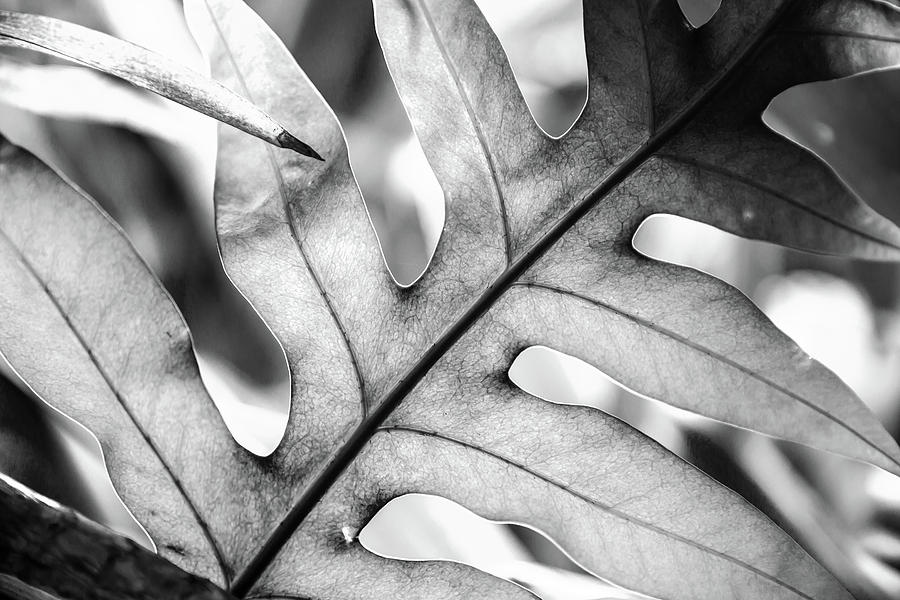 Hawaii Black and White Soft Tropical Leaves Photograph by Julie ...