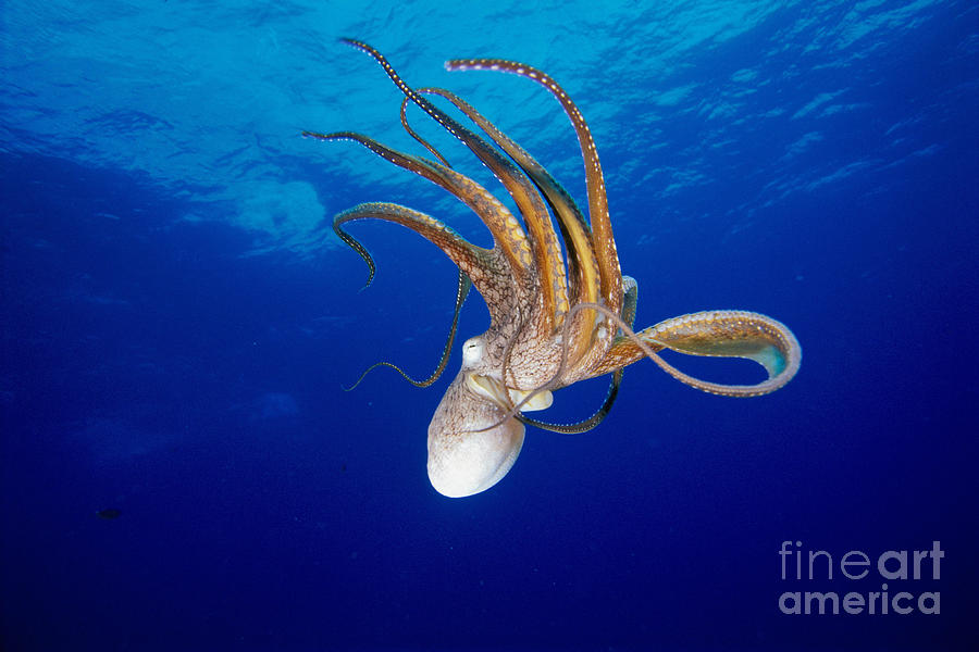Hawaii, Day Octopus Photograph by Dave Fleetham - Printscapes