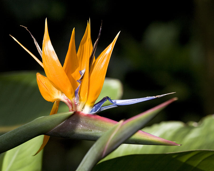 Hawaii Flora 13 Photograph by Charlie Osborn