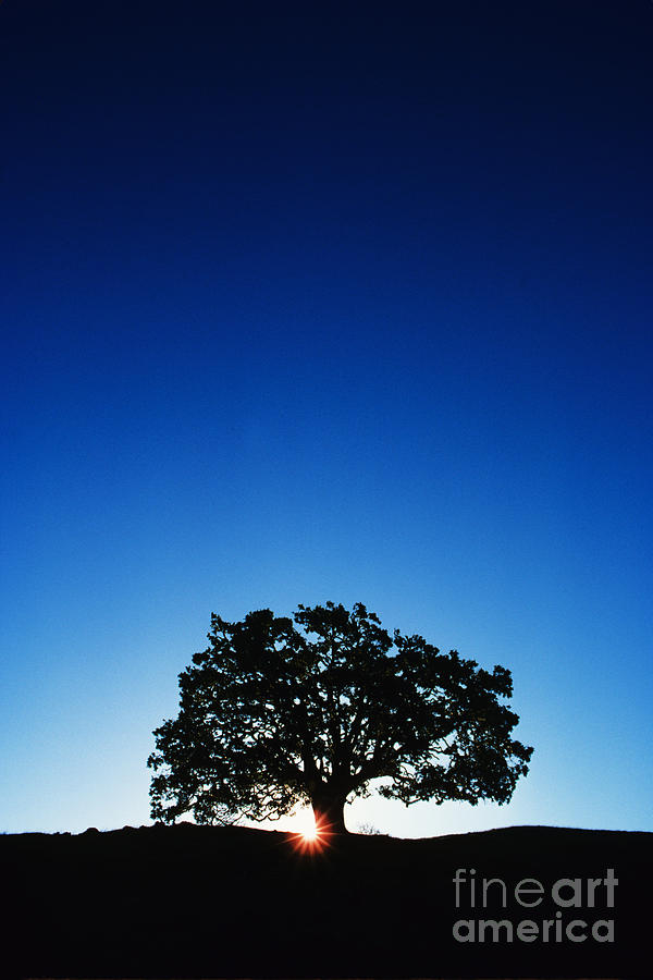 Hawaii Koa Tree Photograph by Carl Shaneff - Printscapes