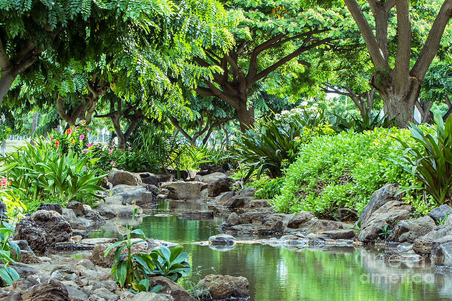 Hawaii Lush Garden Pond Photograph by Ava Peterson