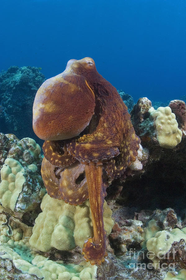 Hawaii, Octopus Photograph by Dave Fleetham Printscapes
