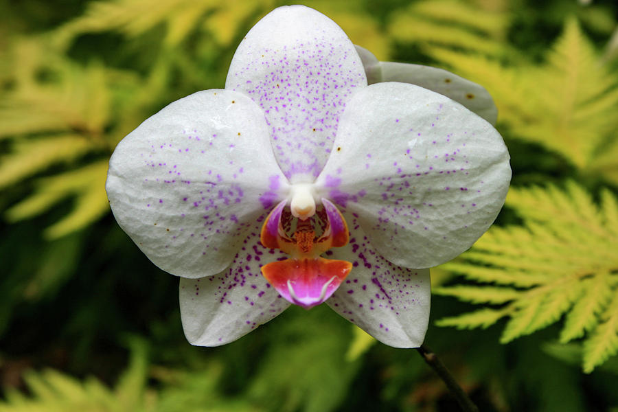 Hawaii Orchid 1 Photograph by Matt Sexton