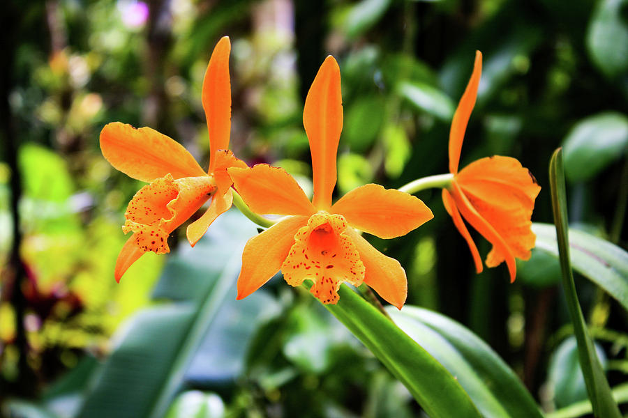 Hawaii Orchid 2 Photograph by Matt Sexton