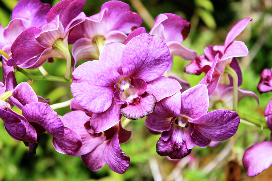 Hawaii Orchid 3 Photograph by Matt Sexton