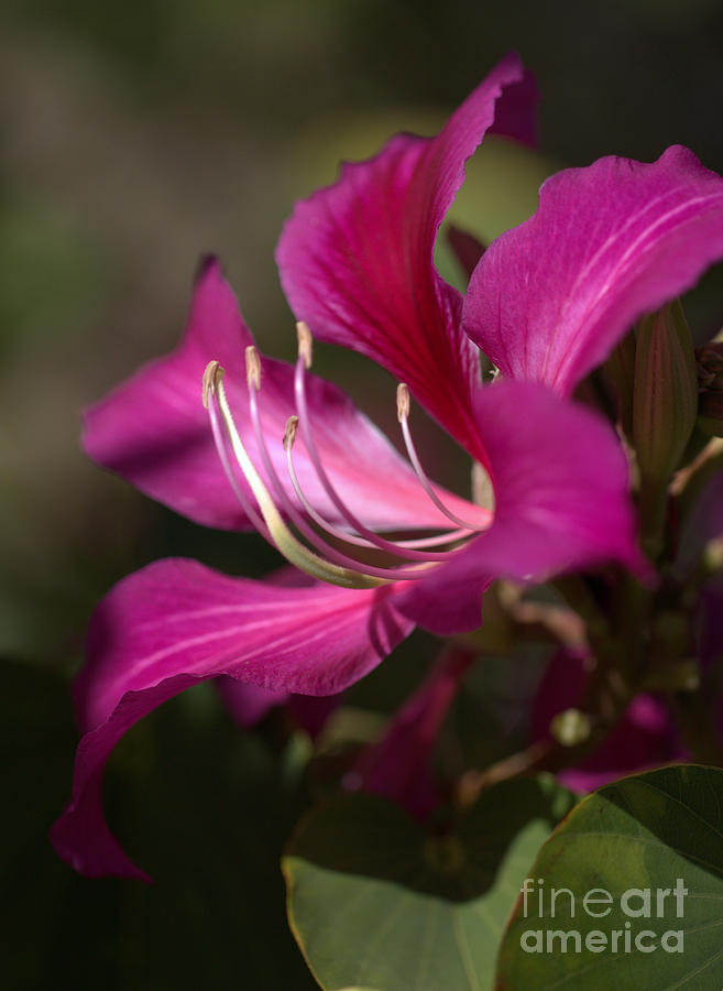 Hawaii Orchid Tree Photograph by Carol Komassa - Fine Art America