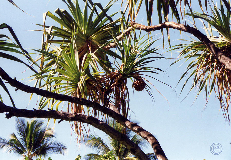 Hawaii Palms  Photograph by Helena M Langley