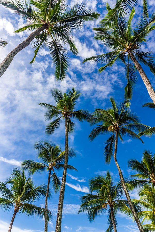 Hawaii Palms on the island of Kauai Photograph by Donnie Whitaker