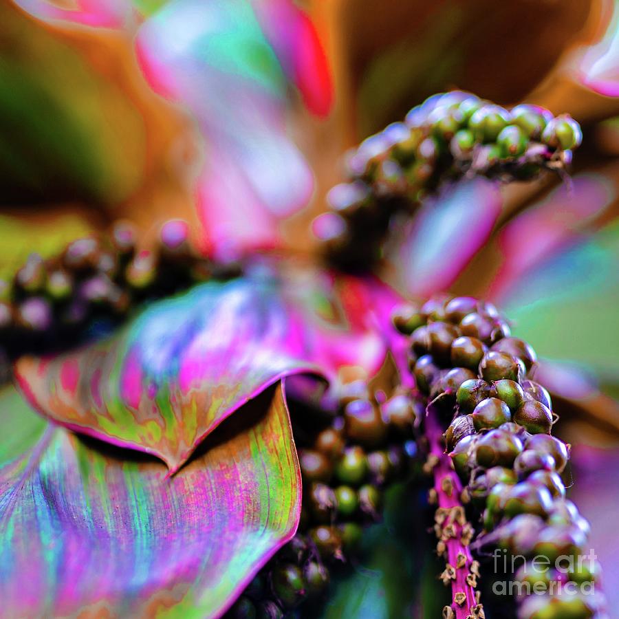 Hawaii Plants and Flowers - Tropics by D Davila Hawaii Plants and Flowers - Tropics by D Davila