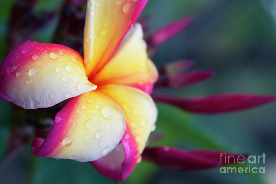 Hawaii Plumeria Flower Jewels Photograph by Sharon Mau