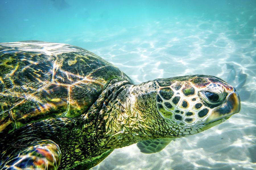 Hawaii Sea Turtle Photograph by Will Wagner