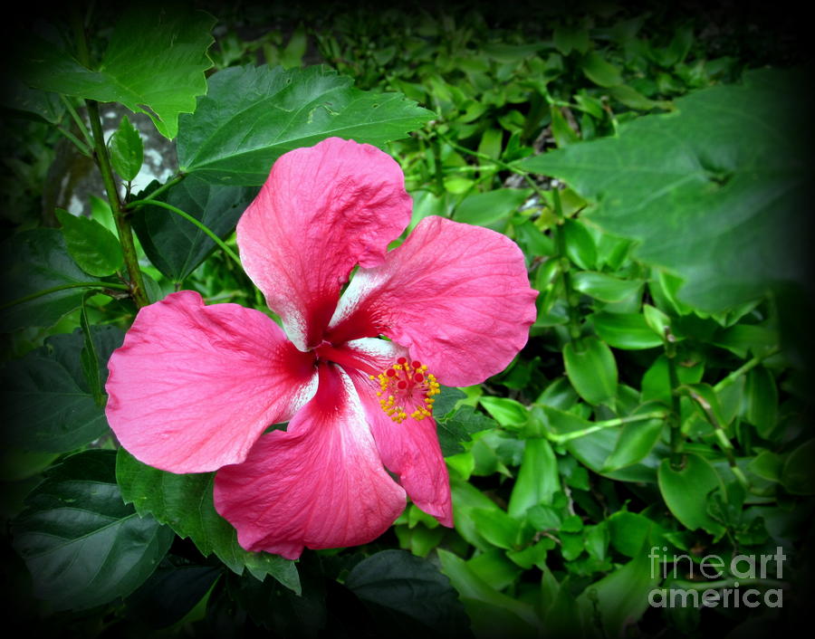 Oahu Photograph - Hawaii State Flower Hibiscus by Joy Patzner Oahu Photograph - Hawaii State Flower Hibiscus by Joy Patzner