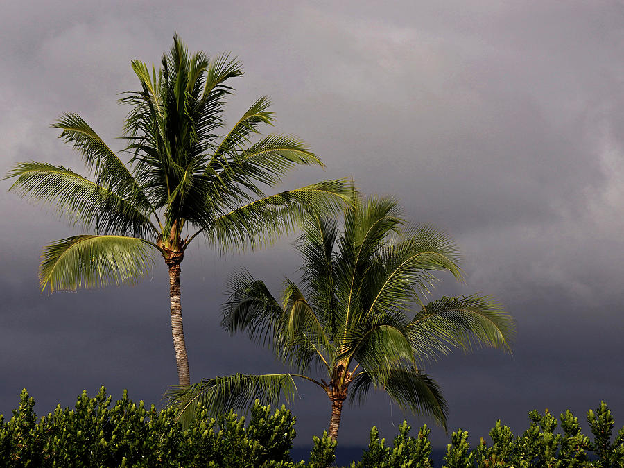 Hawaii Storm - 365-264 Photograph by Inge Riis McDonald