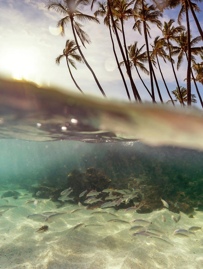 Hawaii Underwater Split Photograph by Christopher Johnson