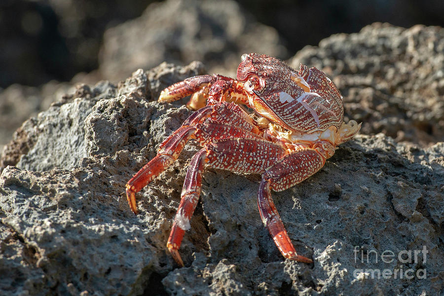 Hawaiian Rock Crab Photograph by Michael Dawson