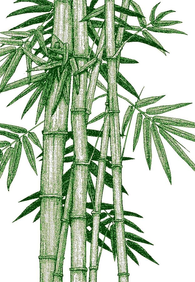 Hawaiian Bamboo green Digital Art by Stephen Jorgensen