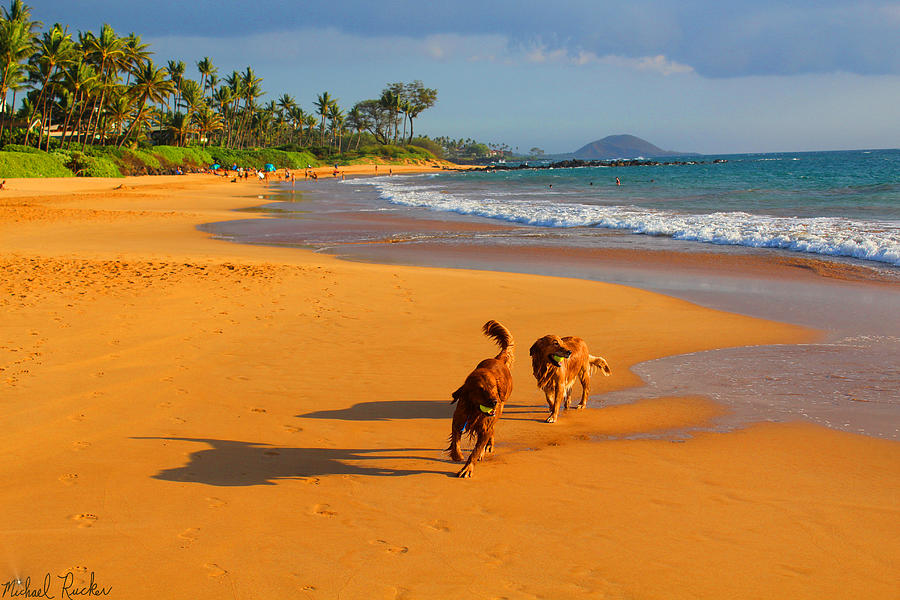 Hawaiian Beach Dogs Photograph by Michael Rucker