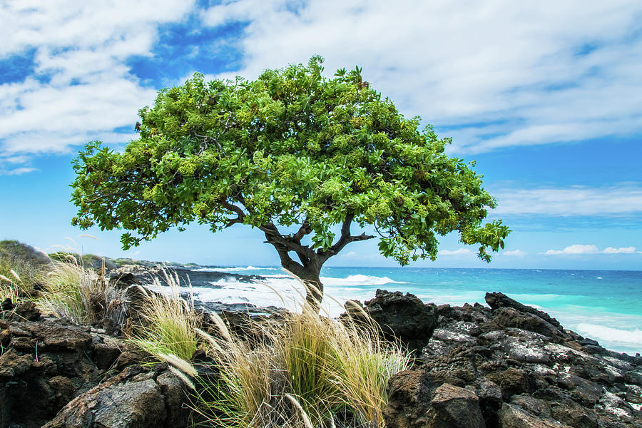 Hawaiian Beauty Photograph by David A Litman