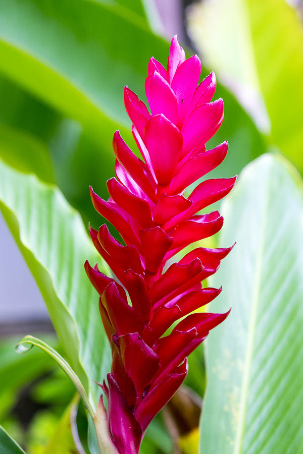 Hawaiian Beauty Photograph by Frank Wilson