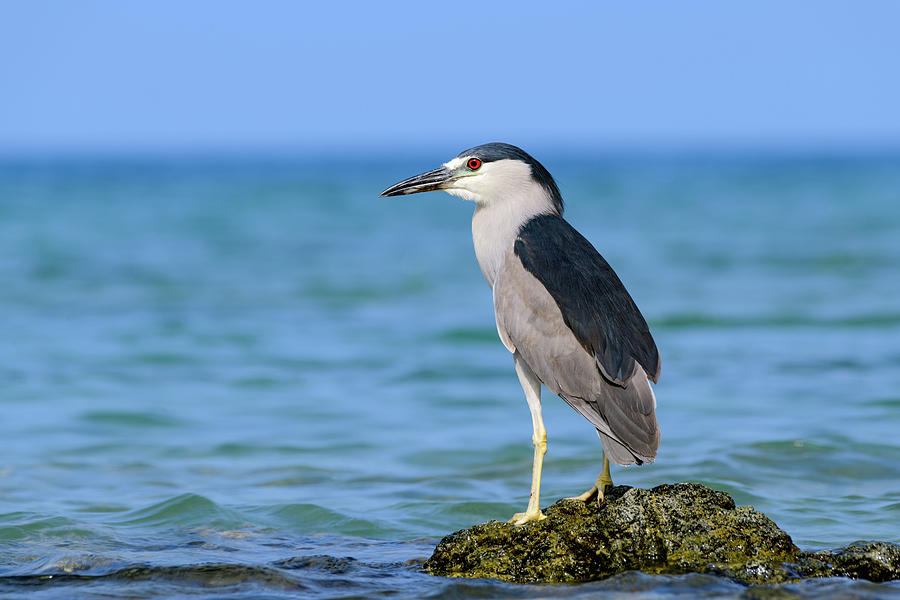 Hawaiian Black Crowned Night Heron - Nycticorax nycticoras - or Au ...