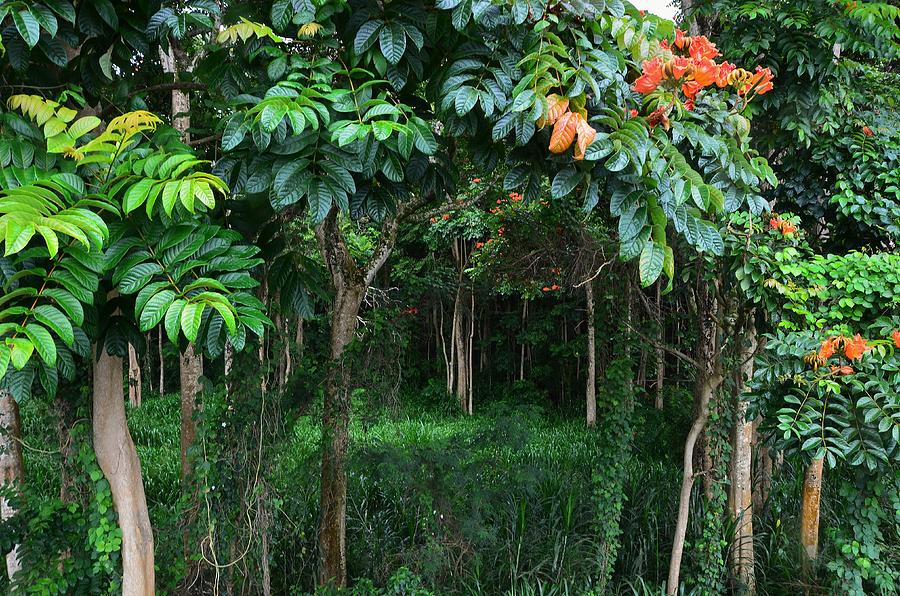 Hawaiian Blooming Cashew Nut Trees Photograph