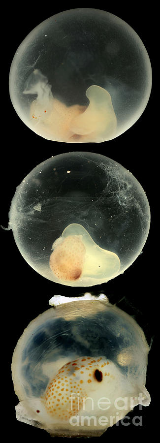 Hawaiian Bobtail Squid Eggs Photograph by Macroscopic Solutions