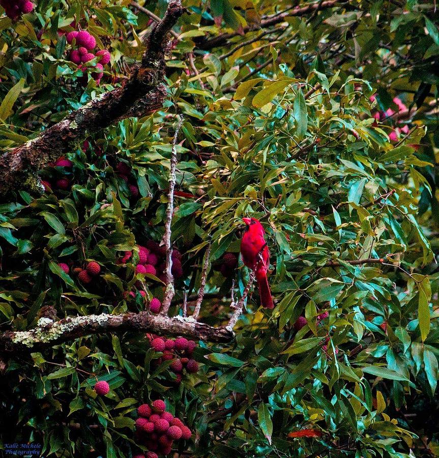 Hawaiian cardinal Photograph by Kalle Urias - Fine Art America