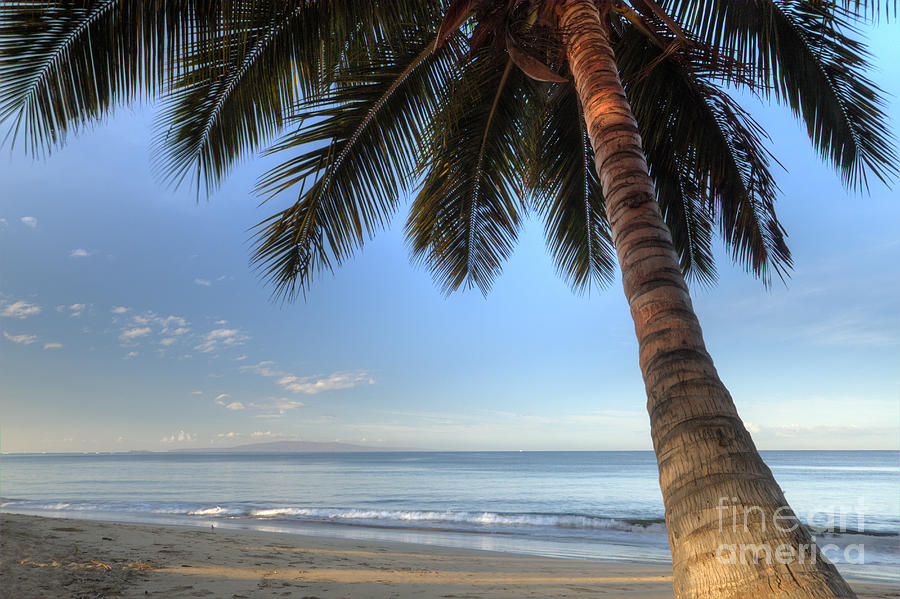 Tree Photograph - Hawaiian Coconut Palm Sunrise 2 by Dustin K Ryan