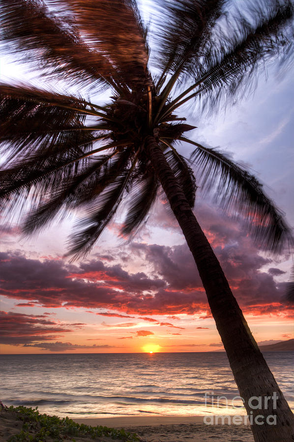 Hawaiian Sunset Photograph - Hawaiian Coconut Palm Sunset by Dustin K Ryan