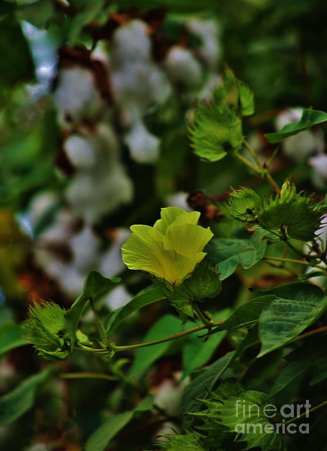 Hawaiian Cotton Blossom Photograph by Craig Wood