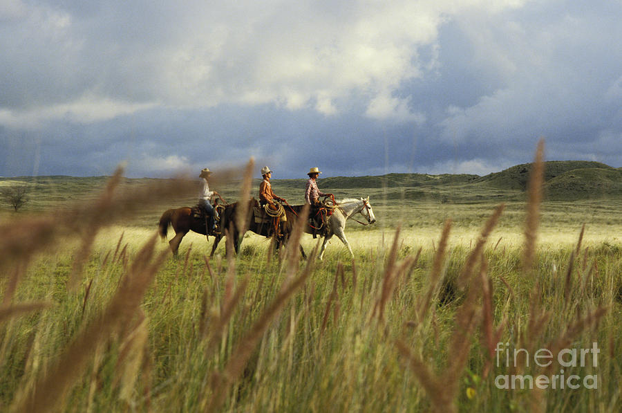 Hawaiian Cowboys Photograph by David Cornwell - Printscapes Hawaiian Cowboys Photograph by David Cornwell - Printscapes