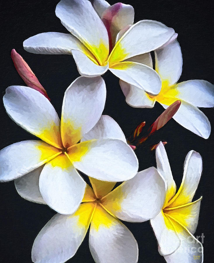 Still Life Painting - Hawaiian Dreaming by David Millenheft