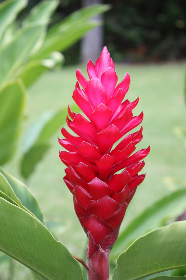 Hawaiian Fire Torch Ginger Photograph By Terrance Lum