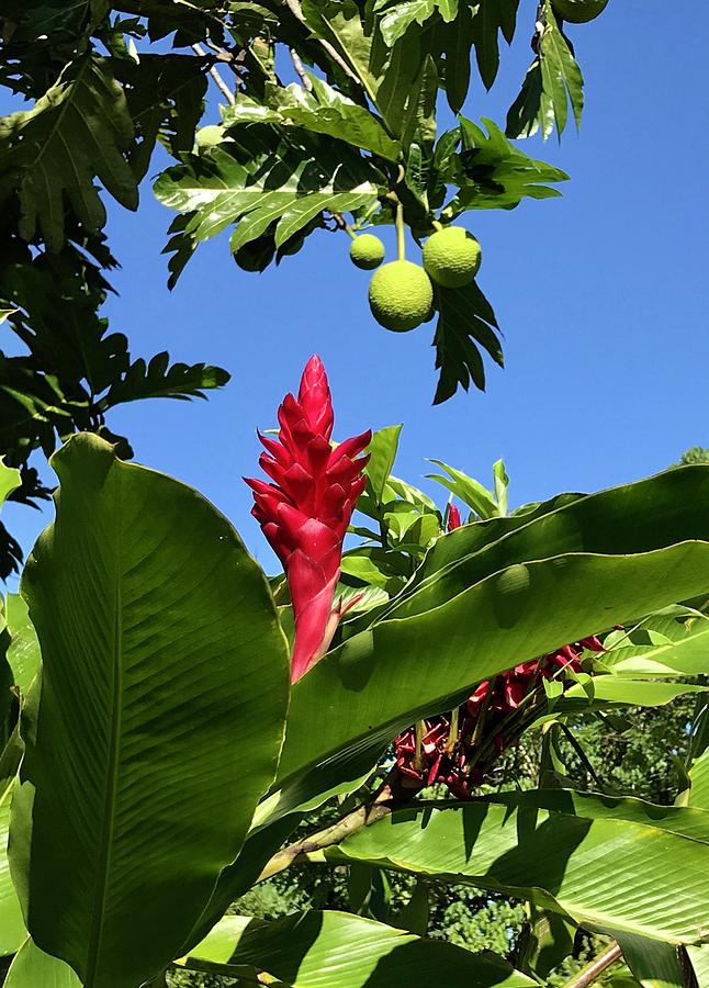 Hawaiian Flora Photograph by Louise Mingua