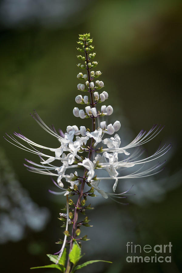 Hawaiian Flower 1 Photograph by Daniel Knighton