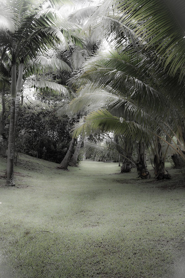 Hawaiian Garden Diffused Photograph by Roger Mullenhour