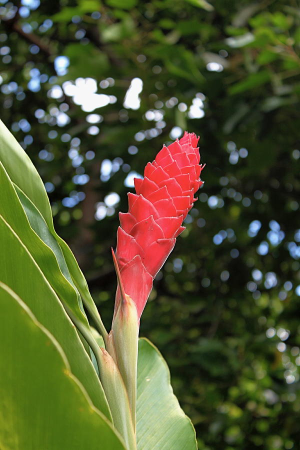 Hawaiian Ginger Flower Photograph by Rose Webber Hawke