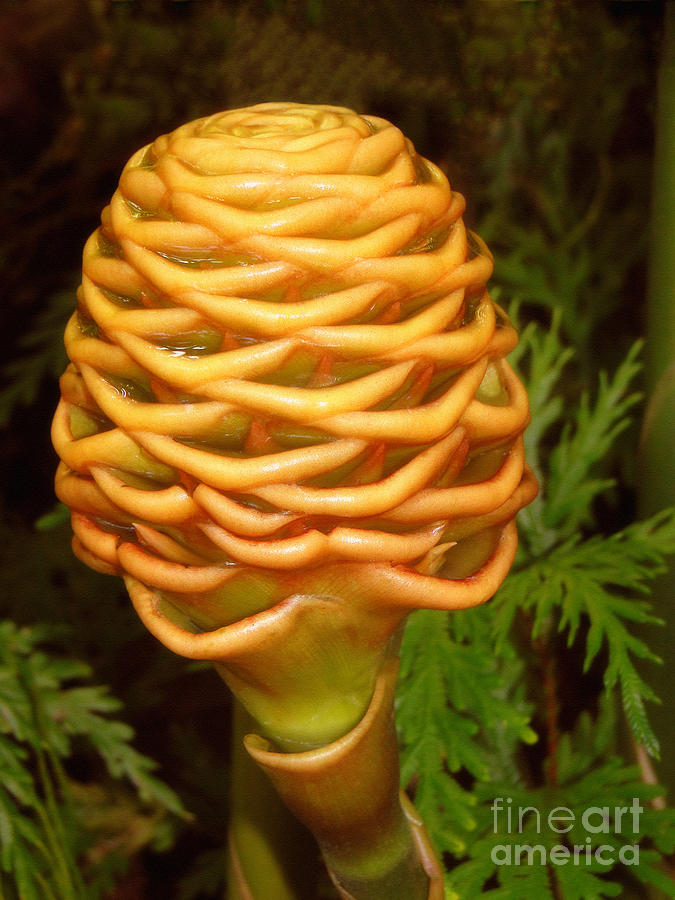 Up Movie Photograph - Hawaiian Golden Beehive Ginger Plant by Sue Melvin