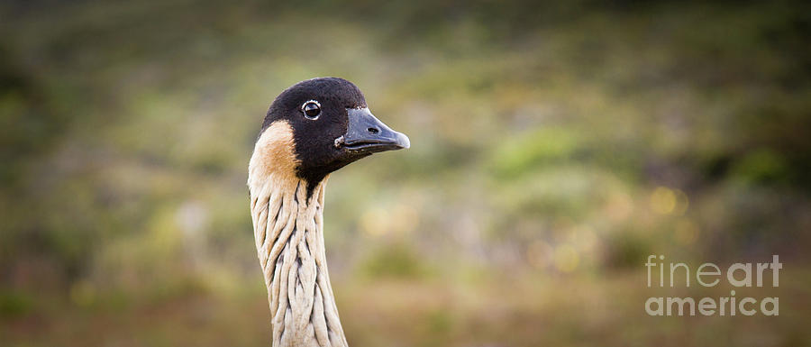 Animal Photograph - Hawaiian Goose - Nene - Head Shot by Denis Dore