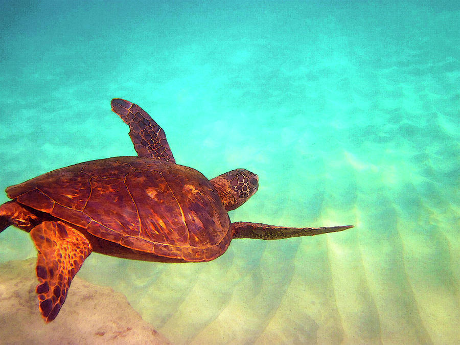 Hawaiian Green Sea Turtle Photograph by Bette Phelan