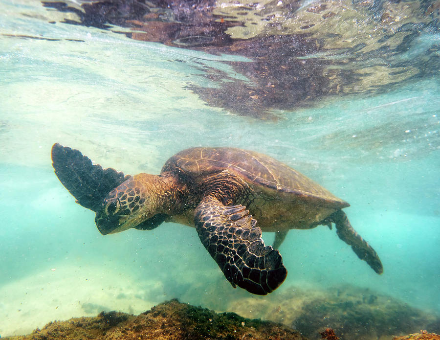 Turtle Photograph - Hawaiian Green Sea Turtle by Christopher Johnson