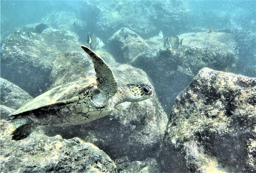 Hawaiian Green Sea Turtle Photograph by G Ward Fahey - Fine Art America