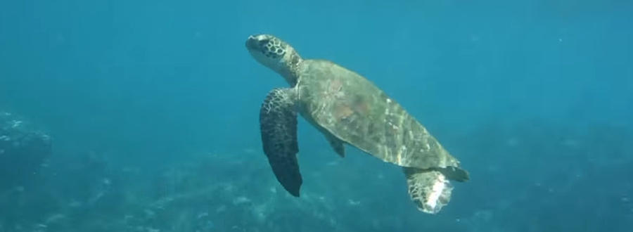 Turtle Photograph - Hawaiian Green Sea Turtle by Our Place Of Joy